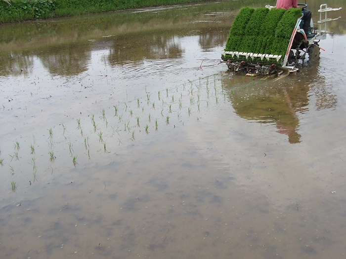 田植え