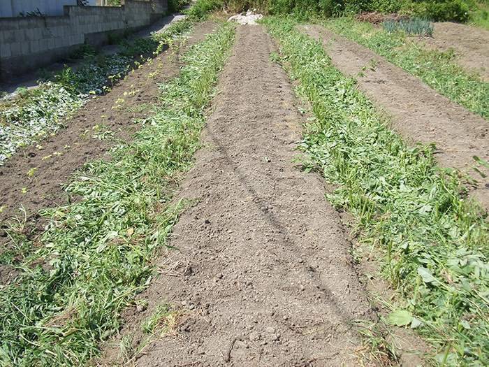 大豆植え