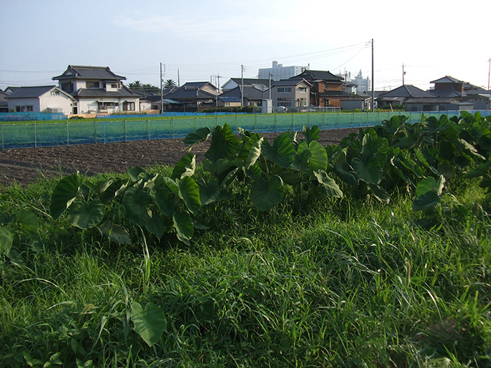 里芋