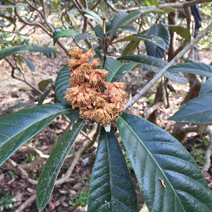 花がかれたびわ