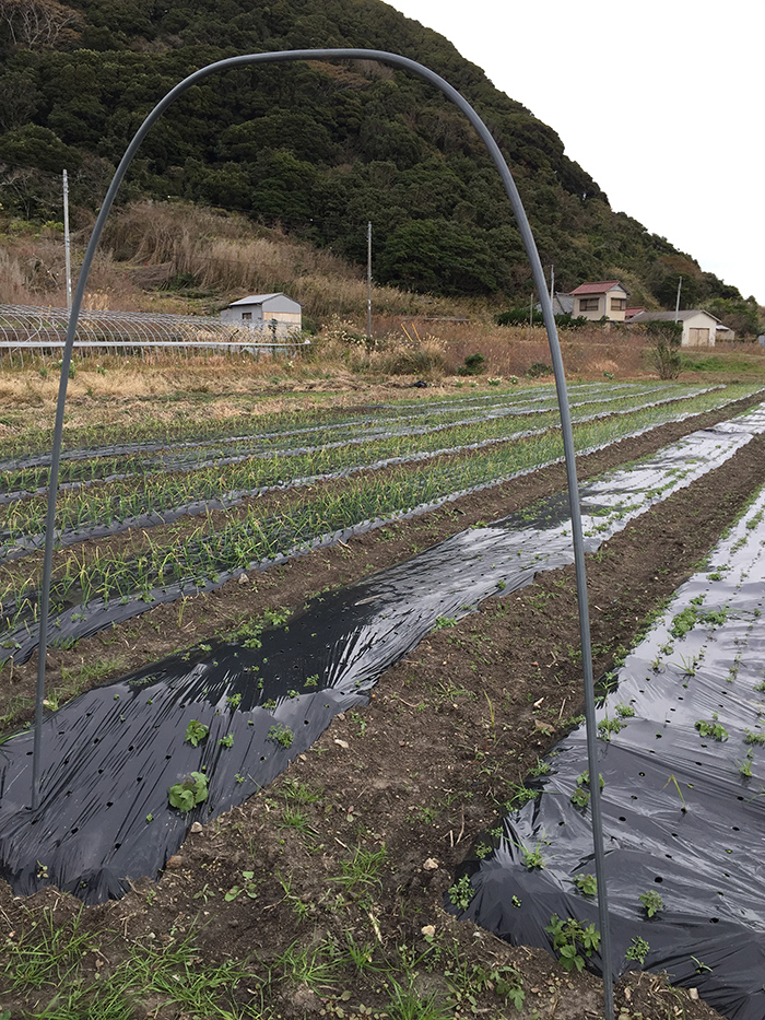 スナップえんどうのアーチ