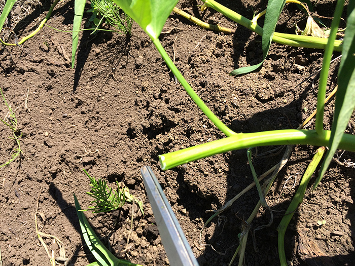 空心菜をはさみで切る