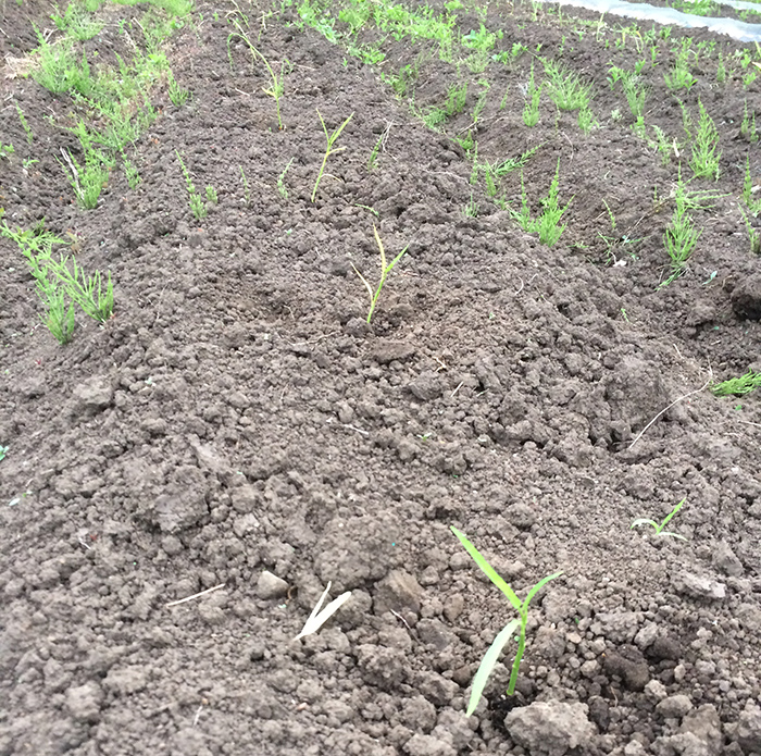 植えた空芯菜