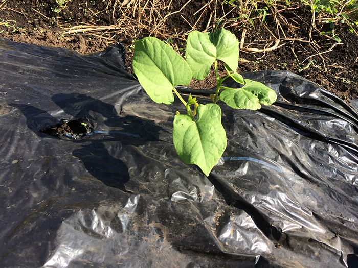 種から植えたつるありインゲン