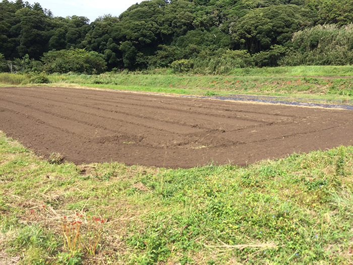 現在作物が植わっている畑