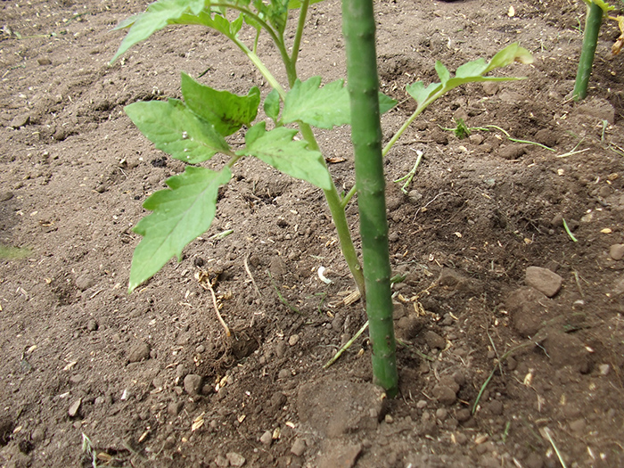 植えたトマト苗