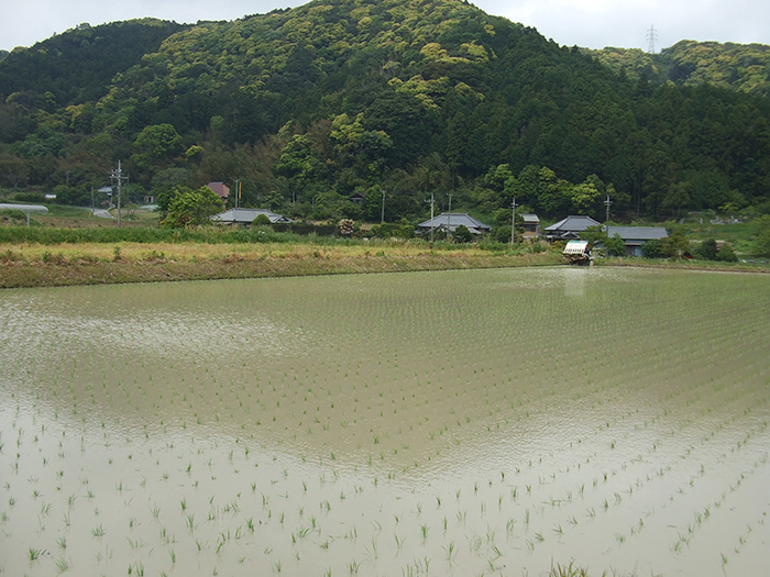 植えた田んぼ