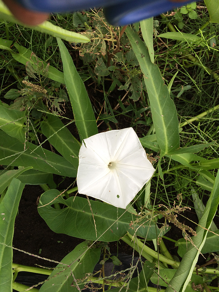 花の咲いた空心菜