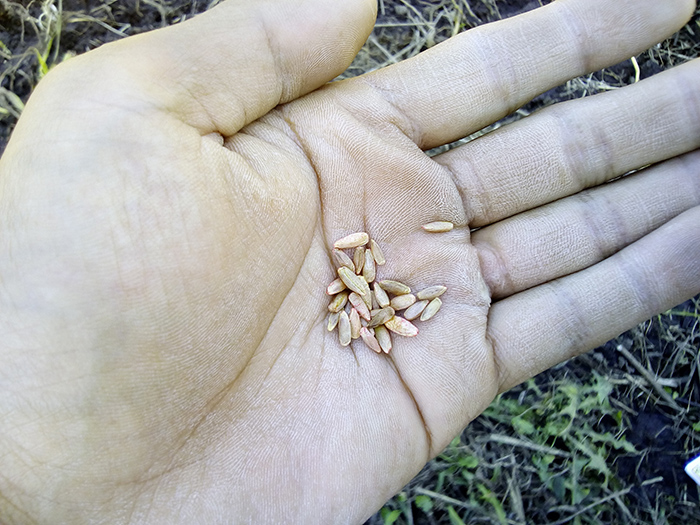 ライ麦の種